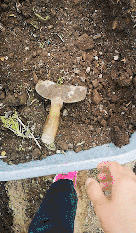 Planting Seeds Summer Spring Growing Plant GIF