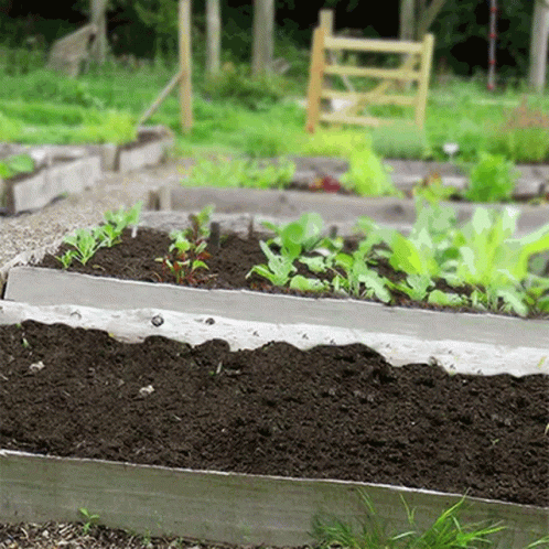 Plants Growing So Fast GIF