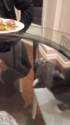 Plate of Food on Table With Cat Laying
