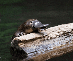 Platy Project Help Platypus GIF
