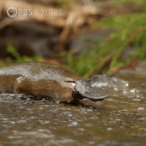 Platypus Crossing A Stream GIF