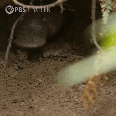 Platypus Digging Hole GIF