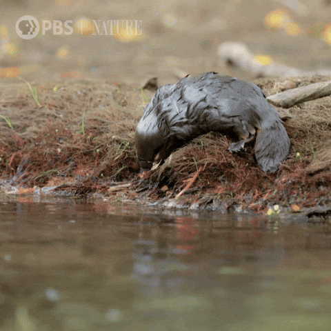 Platypus Fell On River GIF