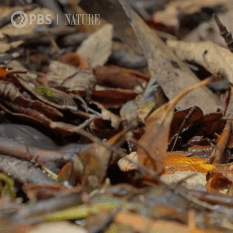 Platypus Hiding In Leaves GIF