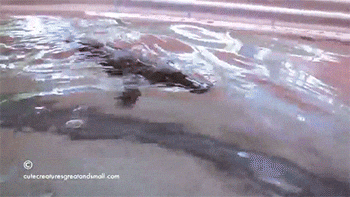 Platypus Holding On Human's Arm GIF
