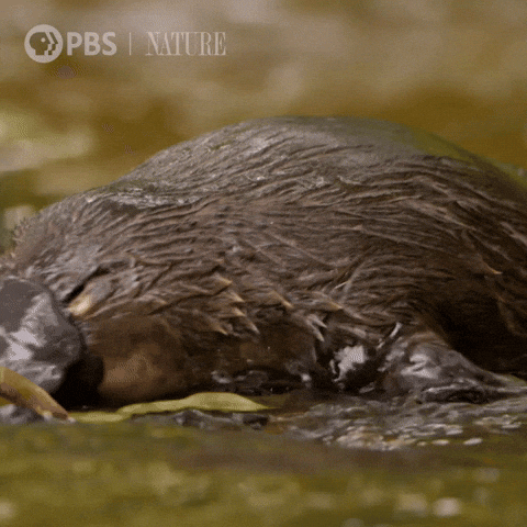 Platypus Hunting For Food GIF