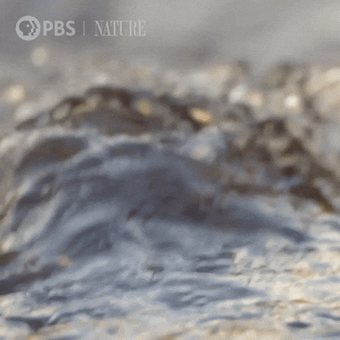 Platypus Swimming Gracefully GIF