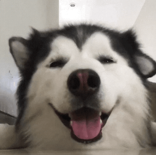 Playful Alaskan Malamute Cute Dog Smile GIF