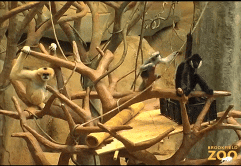 Playful Baby Spider Monkey Hanging On Rope GIF