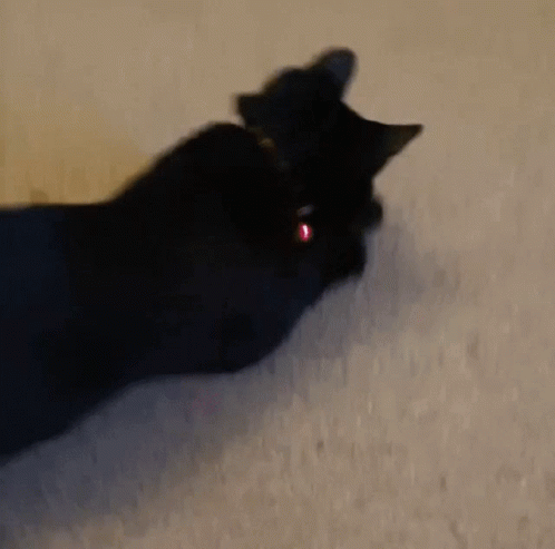 Playful Black Cat Running GIF