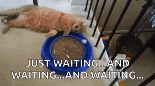 Playful Cat Anxiously Waiting GIF