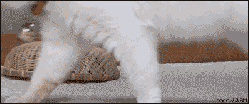 Playful Cat Hiding Waddles GIF