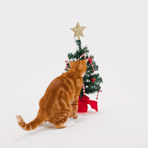 Playful Cat Merry Christmas GIF