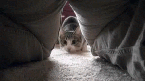 Playful Cat Running GIF