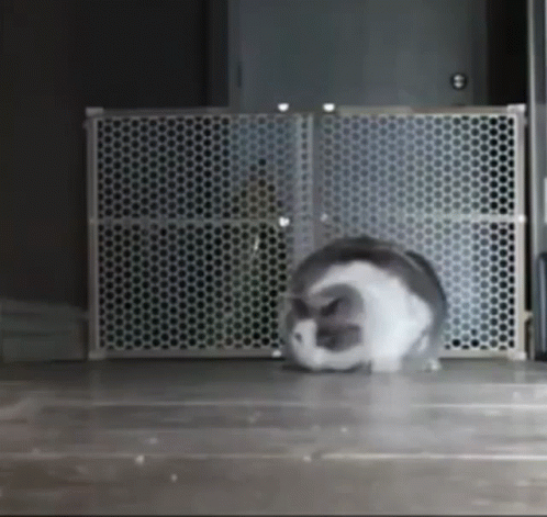 Playful Cat Running GIF