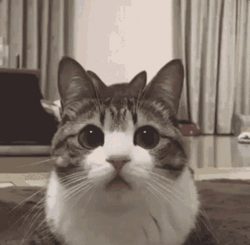 Playful Cute Cats Home GIF