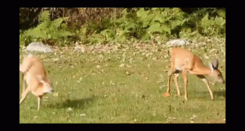 Playful Deer Grazing GIF