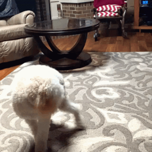 Playful Dog Chasing Tail GIF