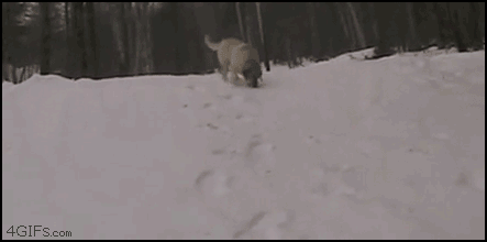 Playful Dogs Sliding Skiing GIF
