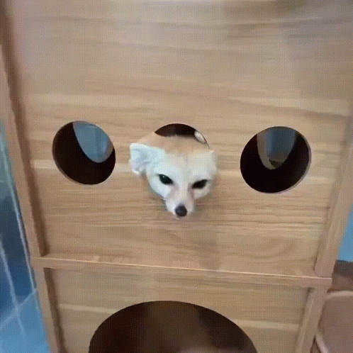 Playful Fennec Fox Peeking Inside Box GIF