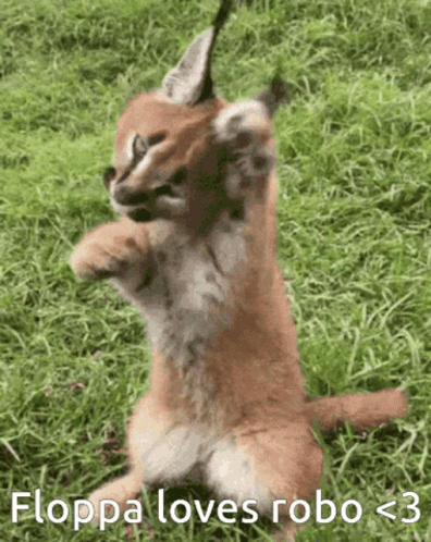 Playful Floppa Loves Robo Meme GIF