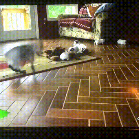 Playful Funny Goat And Dogs GIF