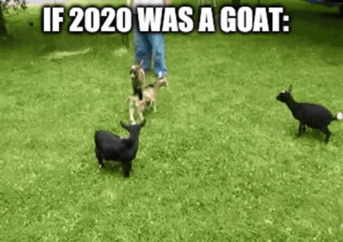 Playful Funny Goat Powerful Kick GIF