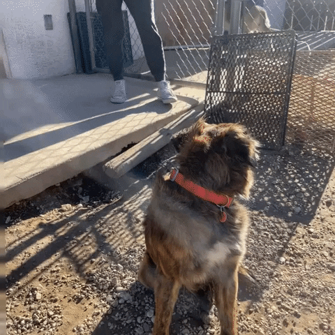 Playful German Shepherd Dog GIF