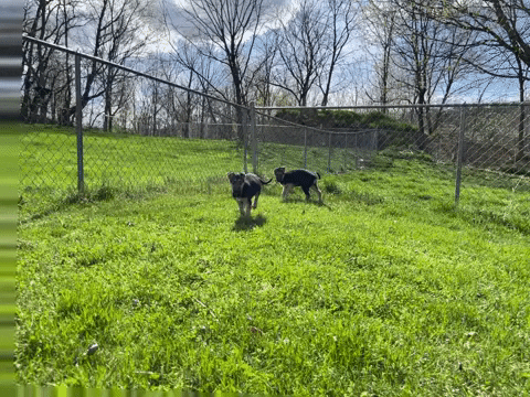Playful German Shepherd GIF