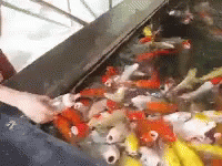 Playful Koi Fish Feeding Bottle GIF