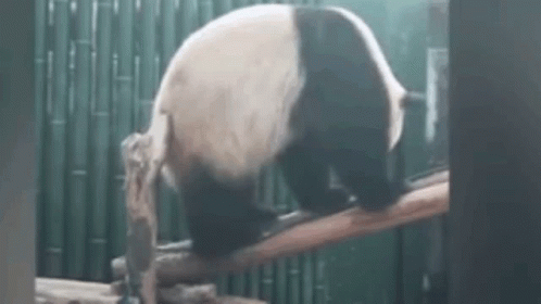 Playful Panda Scratching GIF