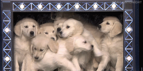 Playful Puppies Kiss Stage GIF