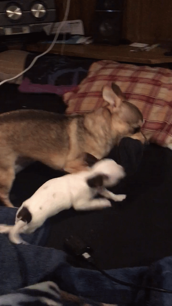 Playful Puppies Petty Fight GIF