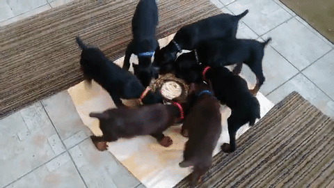 Playful Puppies Playing Fun GIF