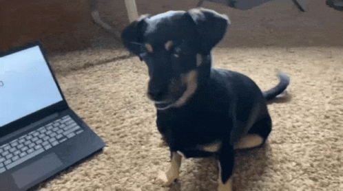 Playful Rolling Black Dog Chasing Tail GIF
