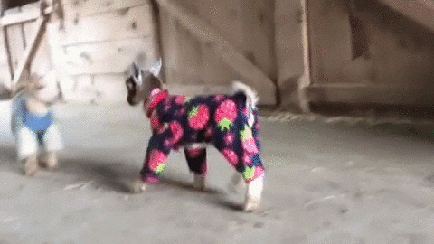 Playful Screaming Little Goats Cute Jammies GIF