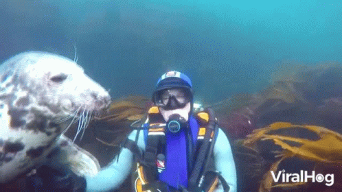 Playful Seal Northumberland Diving GIF