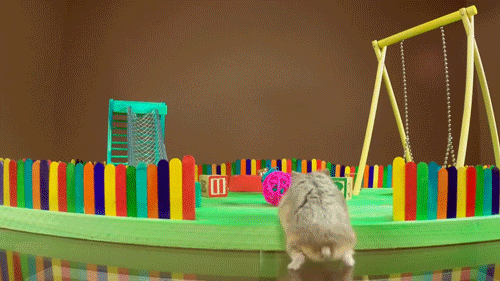 Playground Cute Hamster Playing GIF