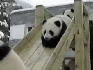 Playground Cute Pandas Slide GIF