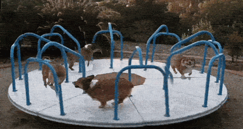 Playground Dogs Running Playtime GIF