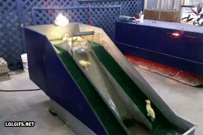 Playground Ducks Sliding GIF