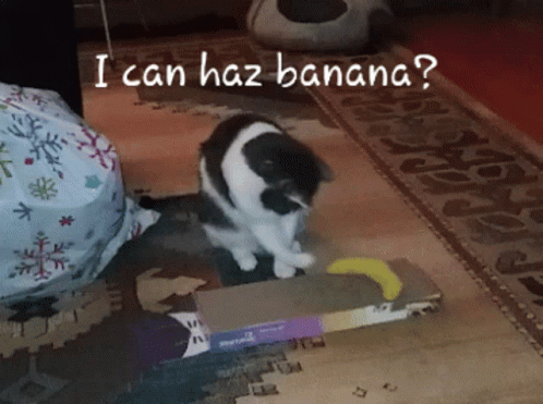 Playing Banana Cat Meme GIF