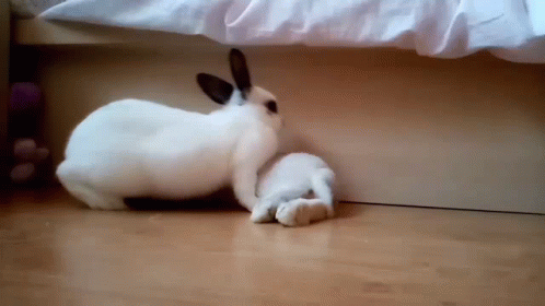 Playing Bunny Flop GIF