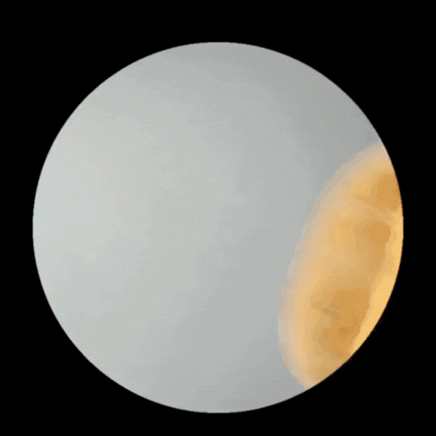 Playing Chicken Nugget GIF
