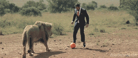 Playing Futbol Huge Male Lion GIF