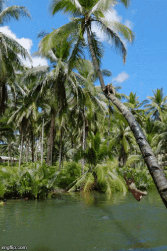 Playing On Coconut Tree GIF
