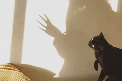 Playing Shadow Moving Cat GIF