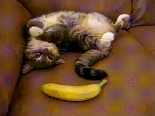 Playing Shock Banana Cat Meme GIF