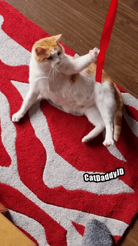 Playing Such Moving Cat GIF