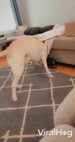 Playing Together Big Dawg GIF